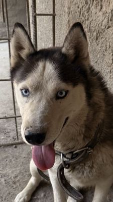 Продается чистоплотный хаски здоровый шесть месяцев