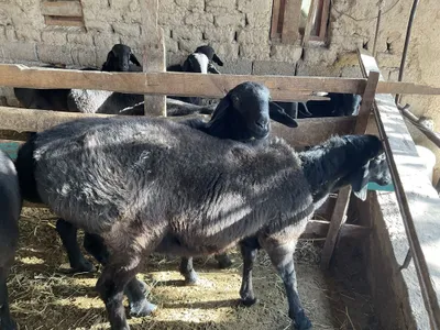 Qöchqorla sotiladi. Qöy göshi 40-50 kg gacga tosh bosadi