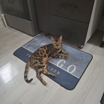 Великолепный бенгальский котик приглашает кошечек на вязку !
