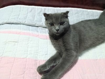 Британский скотиш