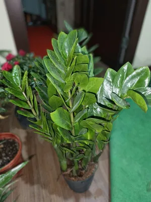 Zamekulkas guli sotiladi