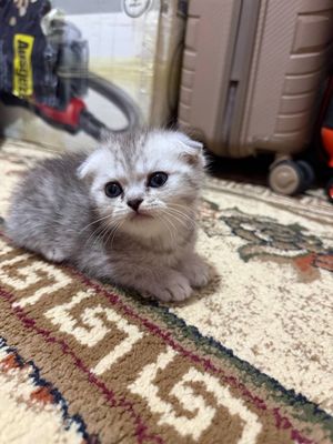 Продаются 3 котёнка