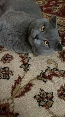 British Shorthair