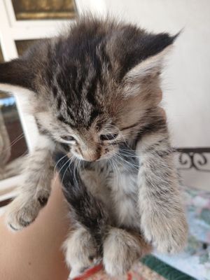 Сиамские котята продаются