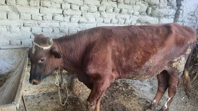 Buqa kelishilgan narxda sotiladi