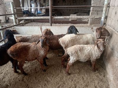Qochqor va qoylar sotiladi кой кочкор