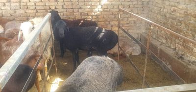 Кучкор куйлар сотилади хаммаси соглом уйда бокилган.