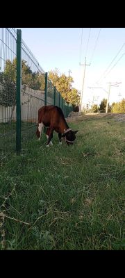 Buziqcha urgochi 3 oyli soglom