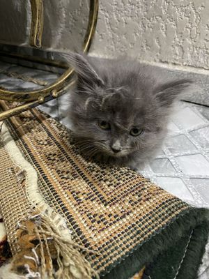 Scottish Fold bolasi