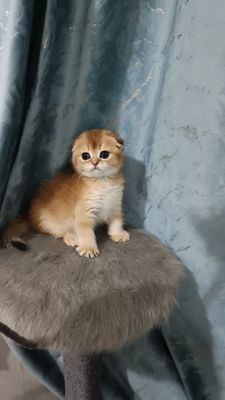 Продаётся золотой мальчик скоттиш-фолд