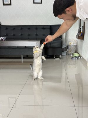 Продаю кошка хороший и умница девочка