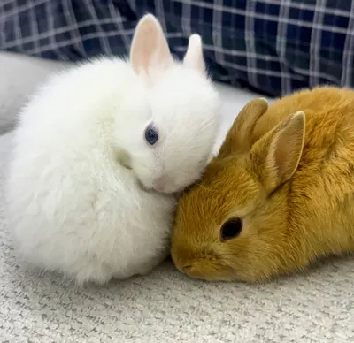 Карликовые кролики