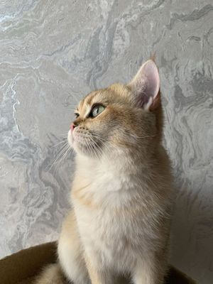 Вязка Золотая шеншила