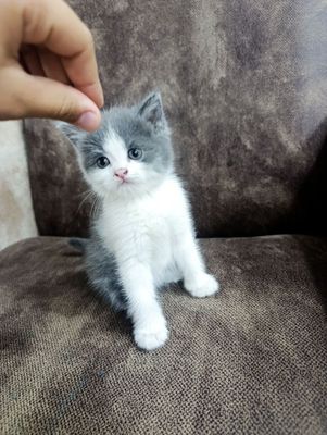Породистые котята