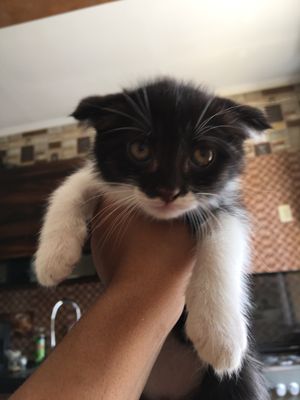 Котёнок Падаеу