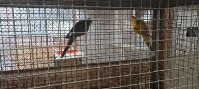 продам попугаев Певчие Голубой
