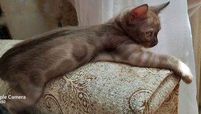 Бенгальские котята