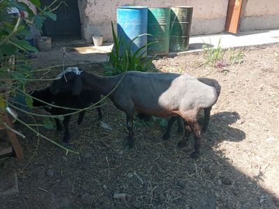 Ekizak ona bola qòy 2ta bolasi bor
