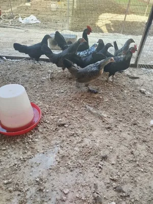 Продаются японские куры.