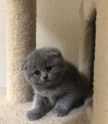 Скотиш фолд девочка от правильной вязки 2 месяца