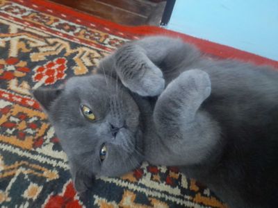Мушукчалар сотилади