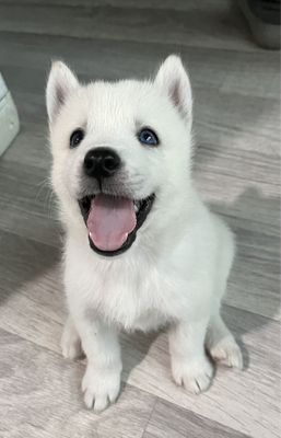 Щенки хаски 1 месяц