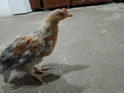 Jojala sotiladi hashaki