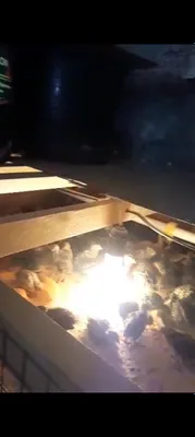 Bedona juja 10kunlik va 20 30 kunligacha zakas olaman tuxum yunalishig