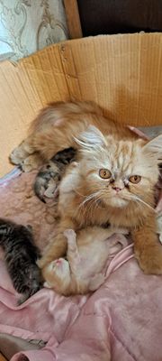 Персидская кошка с котятами в добрые руки