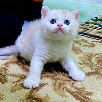 Mushuk bolasi aqilli Zotdor Britaniskiy shunshila.