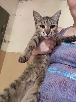 Кошка в Добрые Руки!