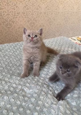 Продаются Шотланские котята