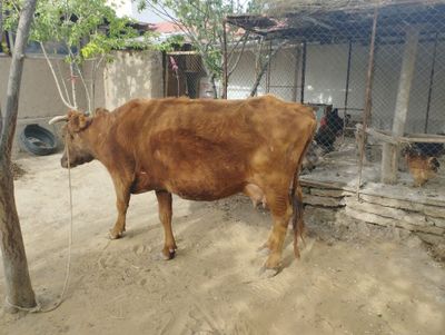 Sawin mal satiladi