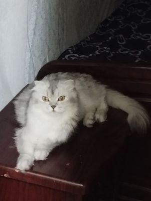 Продам кошку шиншиллу