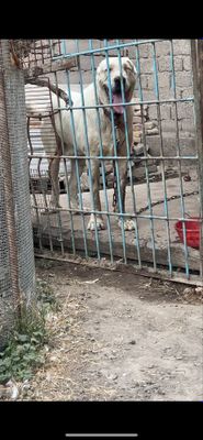 alabay erkak kuchuk sotiladi bir yoshu 6 oylik 500$