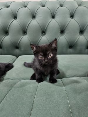 Продам котёнка мальчика