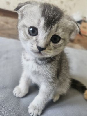 Scottish Fold toza qon