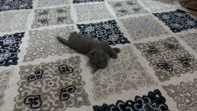 Продаются котята от правильной вязки