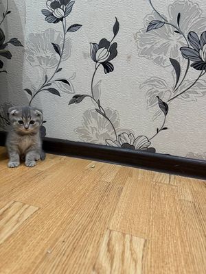 Продается вислоухие котята