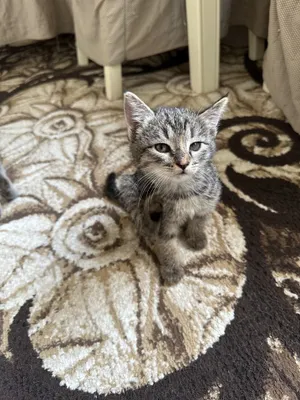 Ovqat bemalol yedi garshokni biladi aqilli shurin mushukchalar