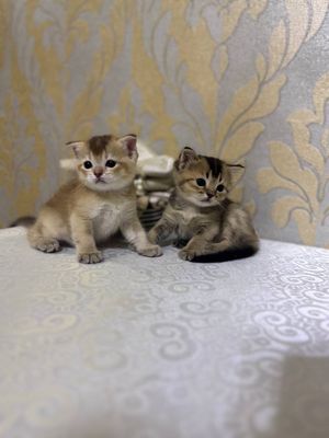 Котята