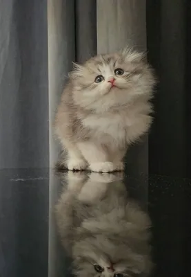 Fold heyland qizaloq