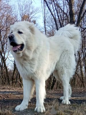 Срочно Кавказкая Овчярка