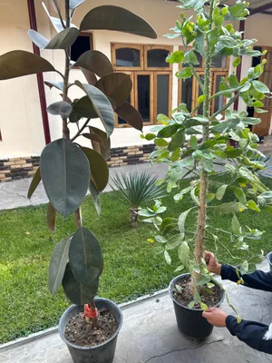 Продаются цветы домашние