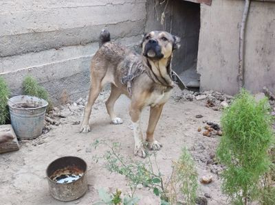 Алабай 2йилик мода