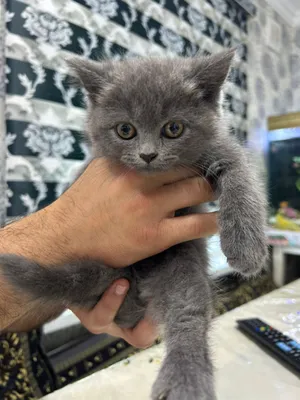 Skotsh strayt 1,5 oylik toza paroda