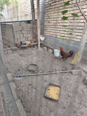 Kurka tovu jojala sotiladi