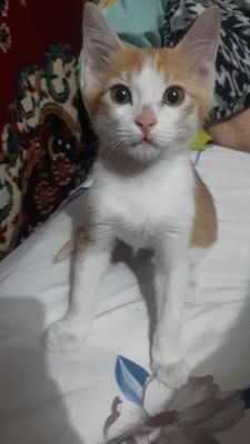 Котёнок в заботливая руки