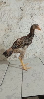 Toza makiyonchala sotiladi