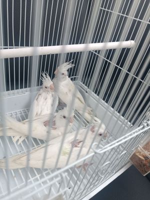Karella Dubay 2 oylik juja qulga urgatsa buladi